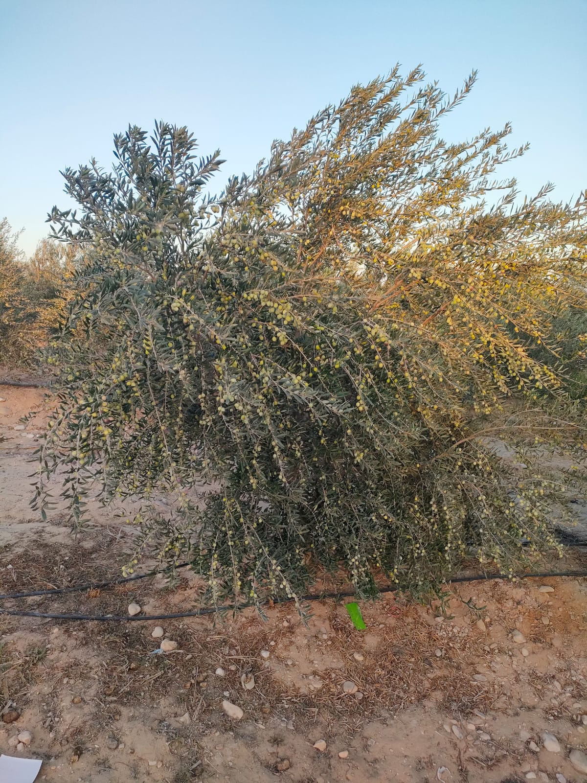 الإنتاج الزراعي